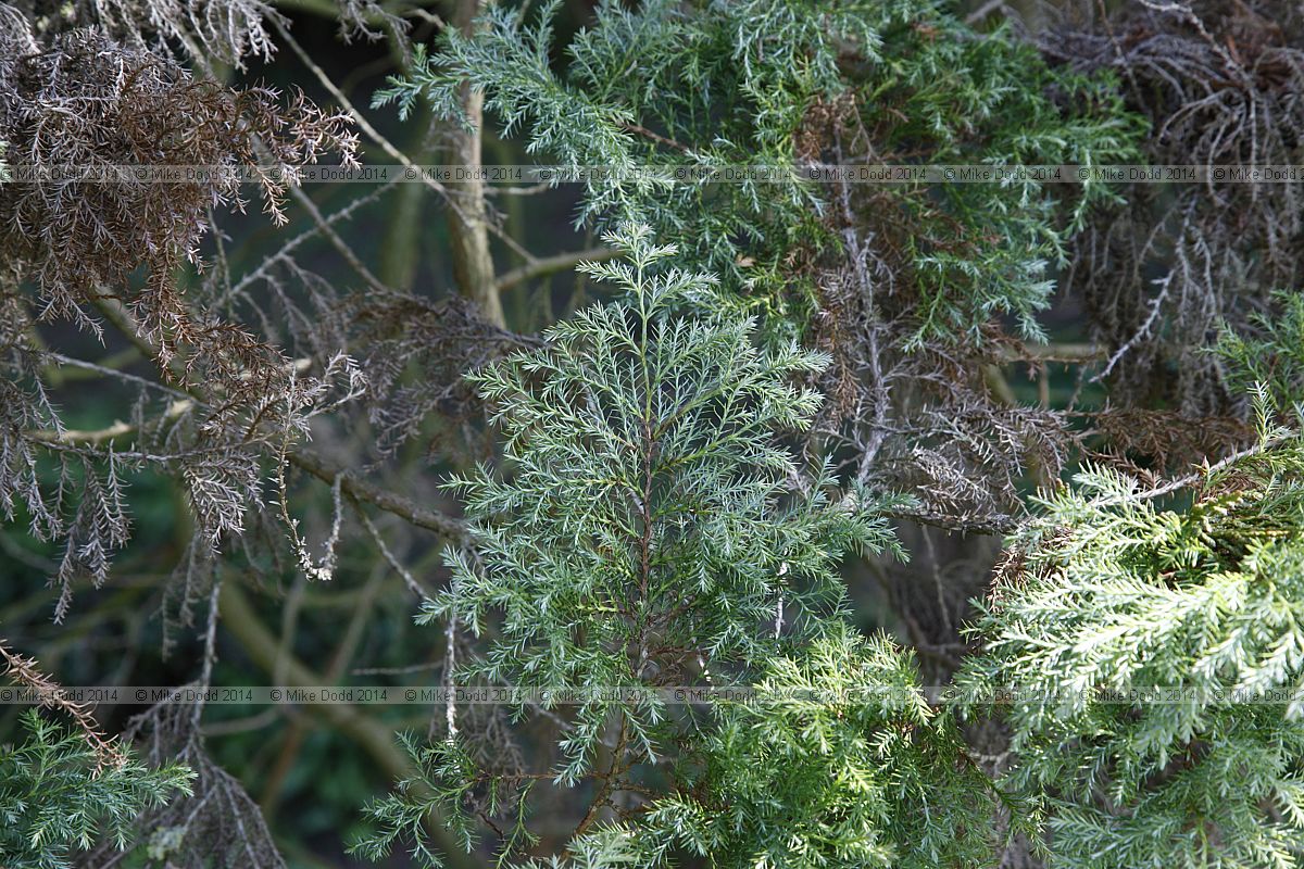 Chamaecyparis pisifera 'Squarrosa'