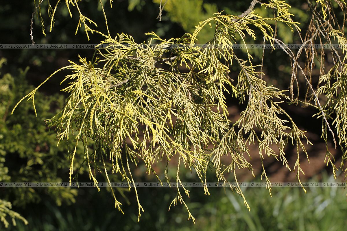 Chamaecyparis pisifera 'Squarrosa lutea'