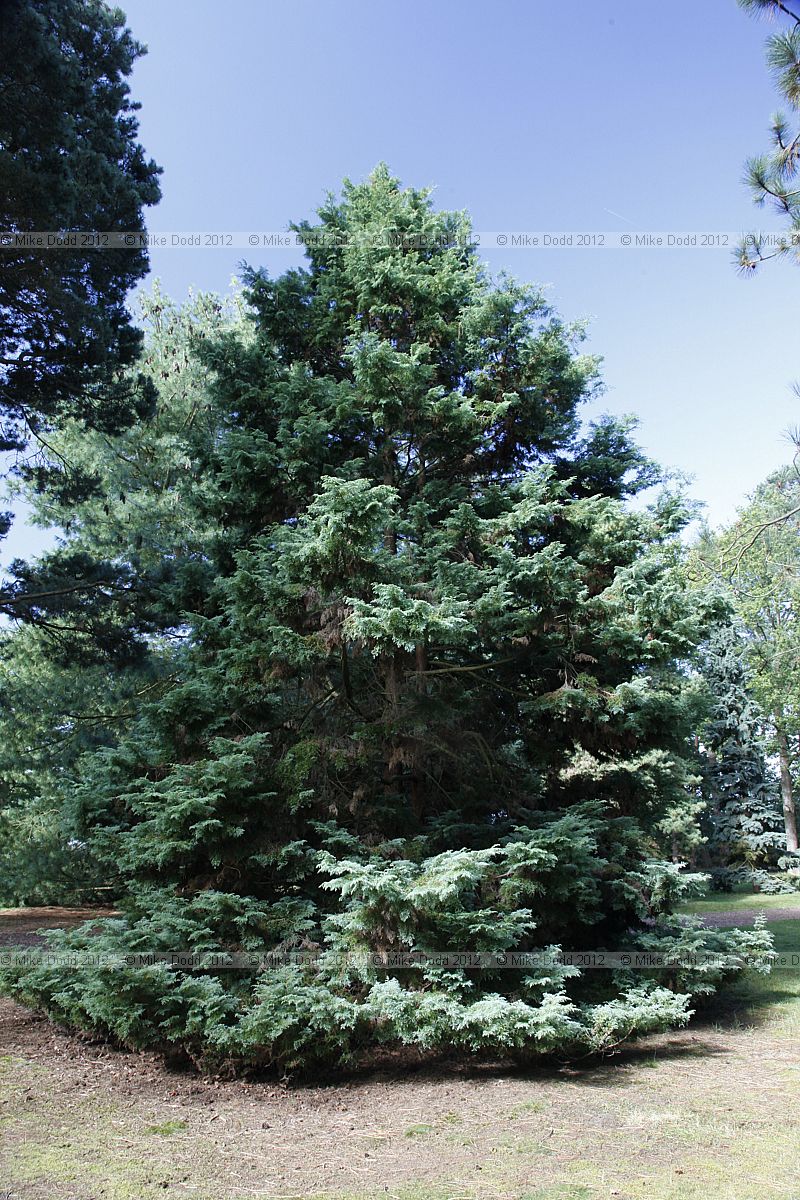 Chamaecyparis pisifera 'Squarrosa Sulphurea'