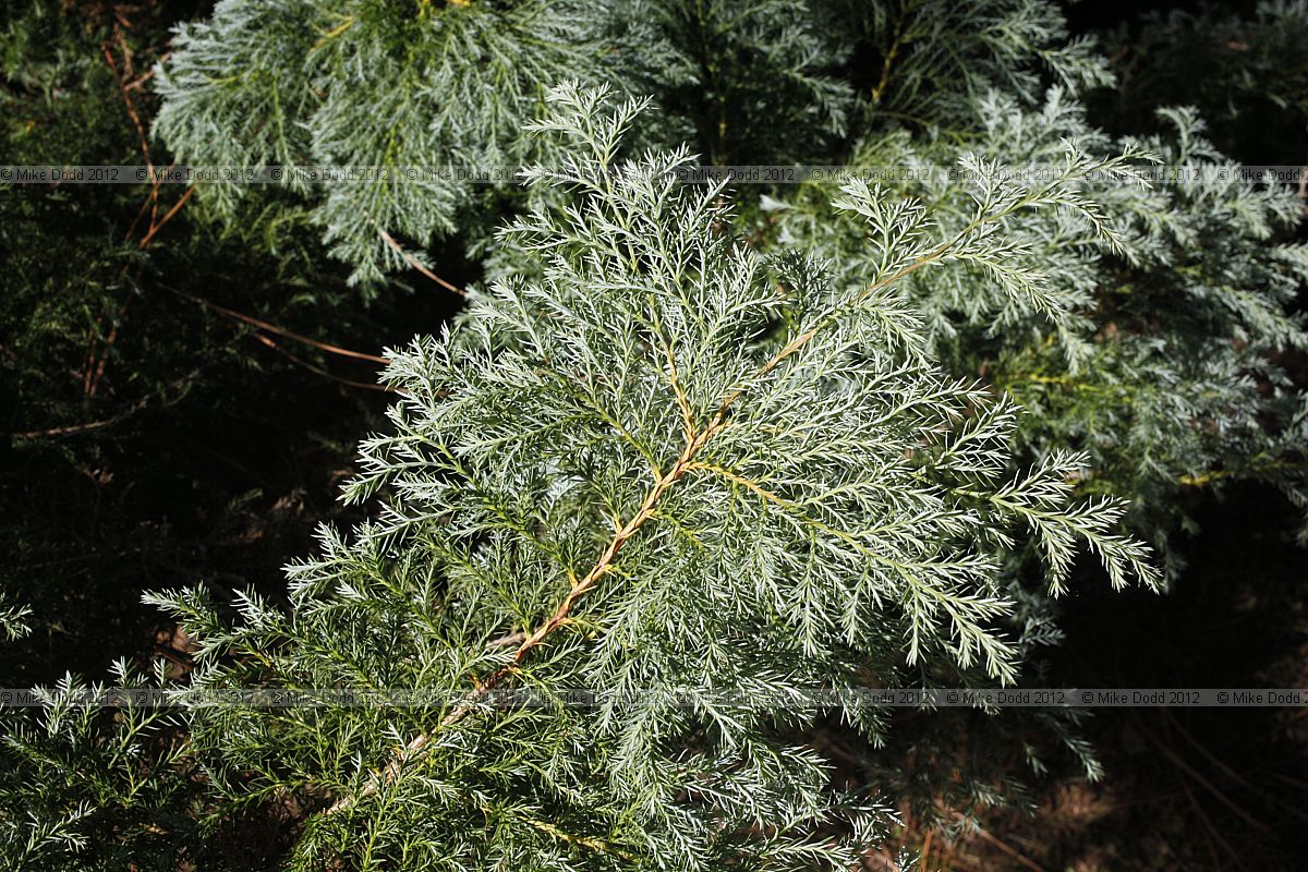 Chamaecyparis pisifera 'Squarrosa Sulphurea'