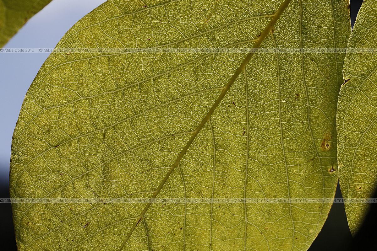 Cladrastis kentukea American yellowwood