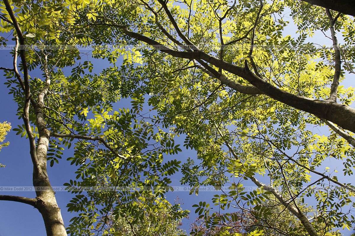 Cladrastis sinensis Chinese yellow-wood