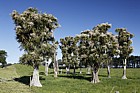 Cordyline australis Cabbage tree endemic New Zealand