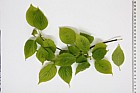Cornus alternifolia Alternate-leaved dogwood