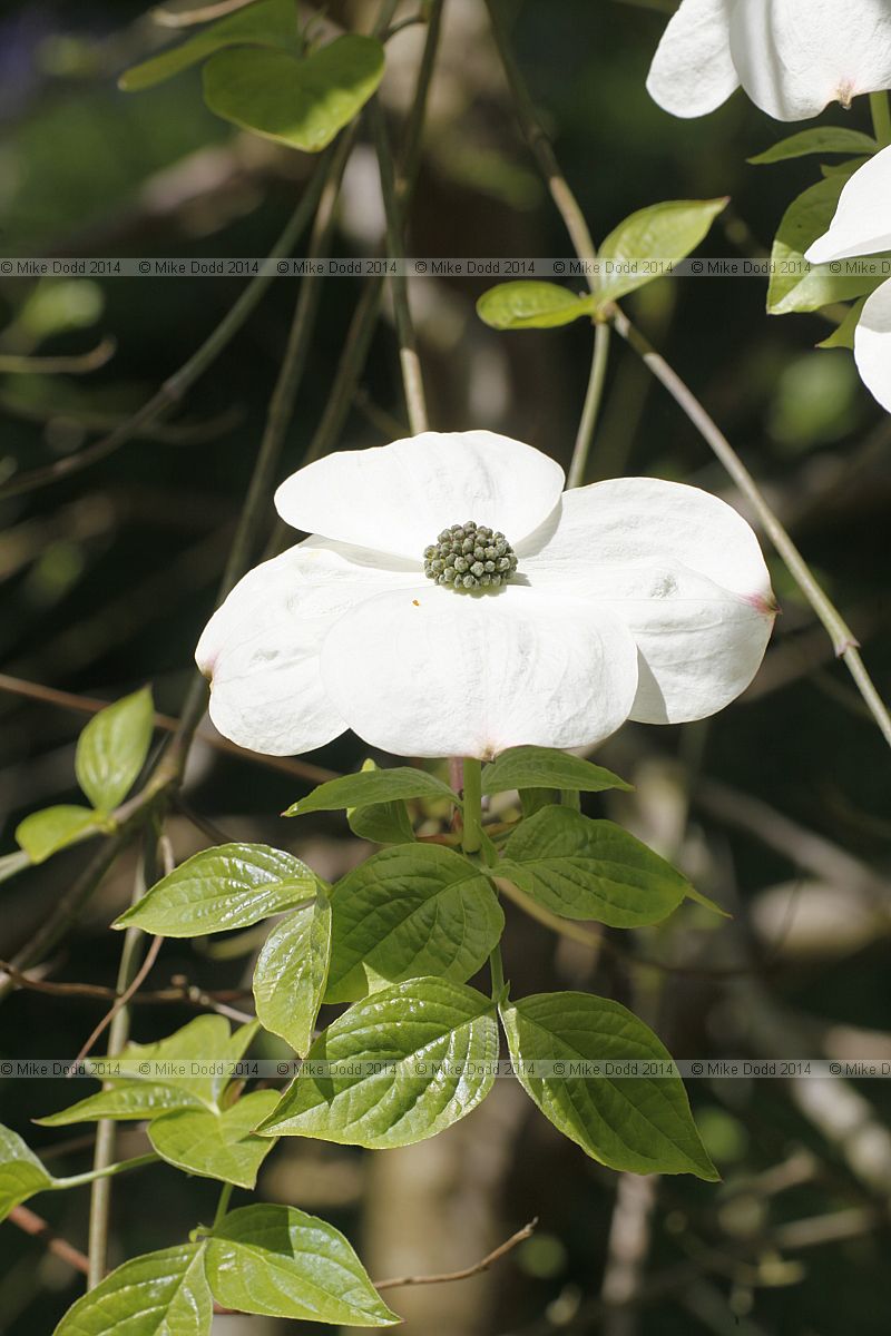 Cornus 'Ascona'