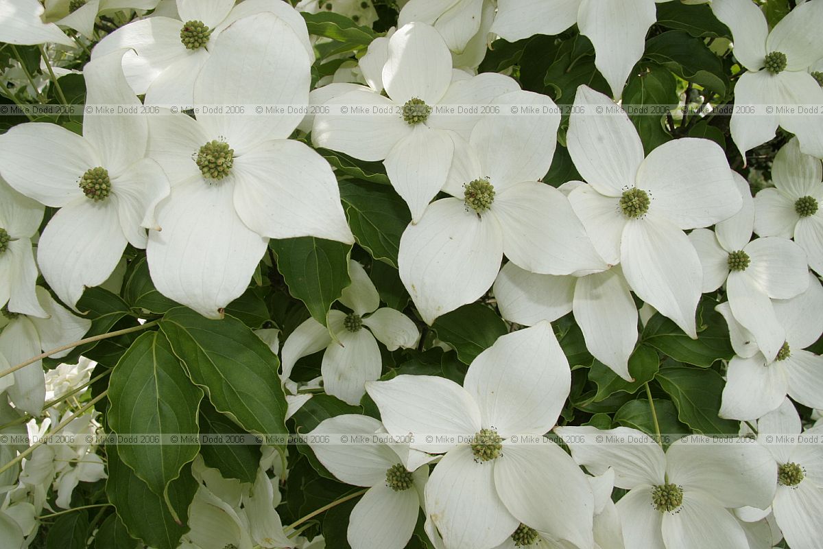 Cornus kousa var chinensis