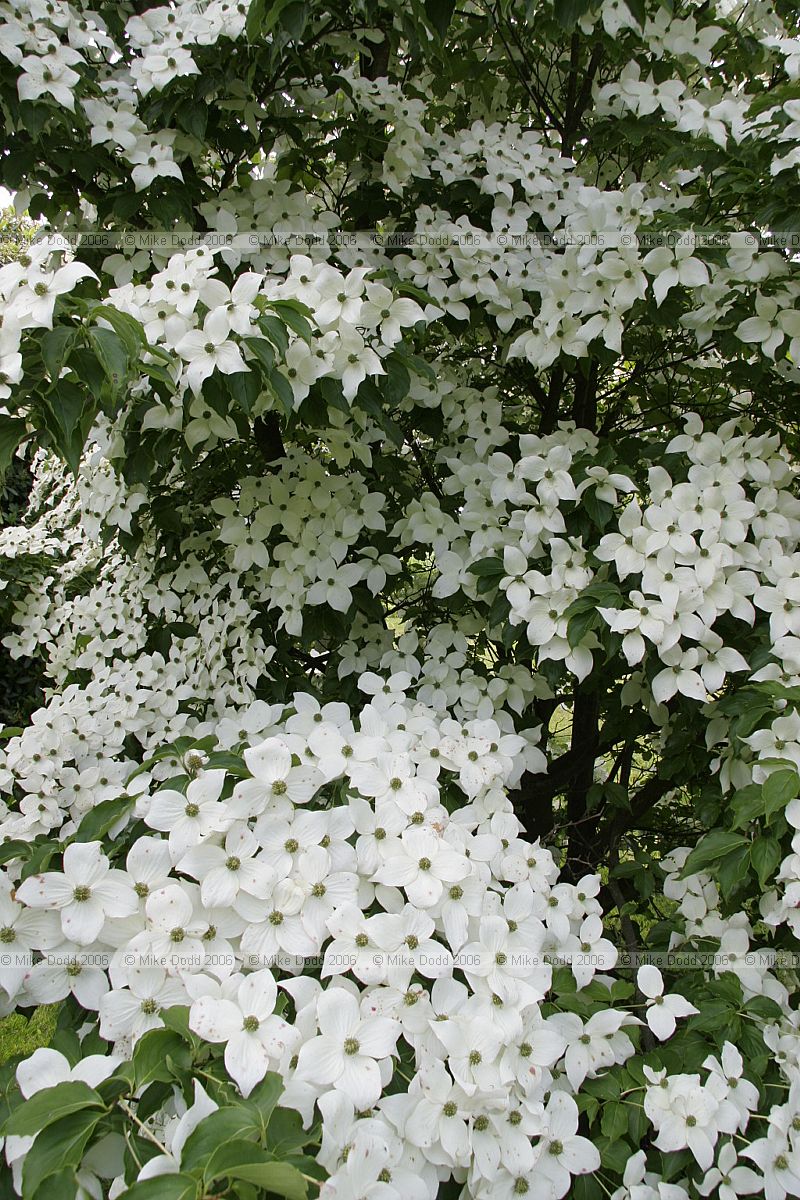 Cornus kousa var chinensis