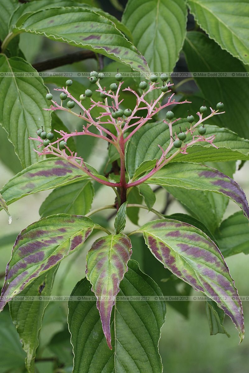 Cornus macrophylla Large-leaved Dogwood