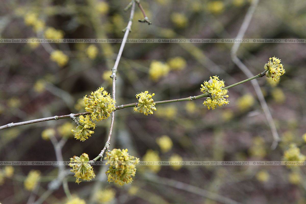 Cornus mas 'Golden glory'