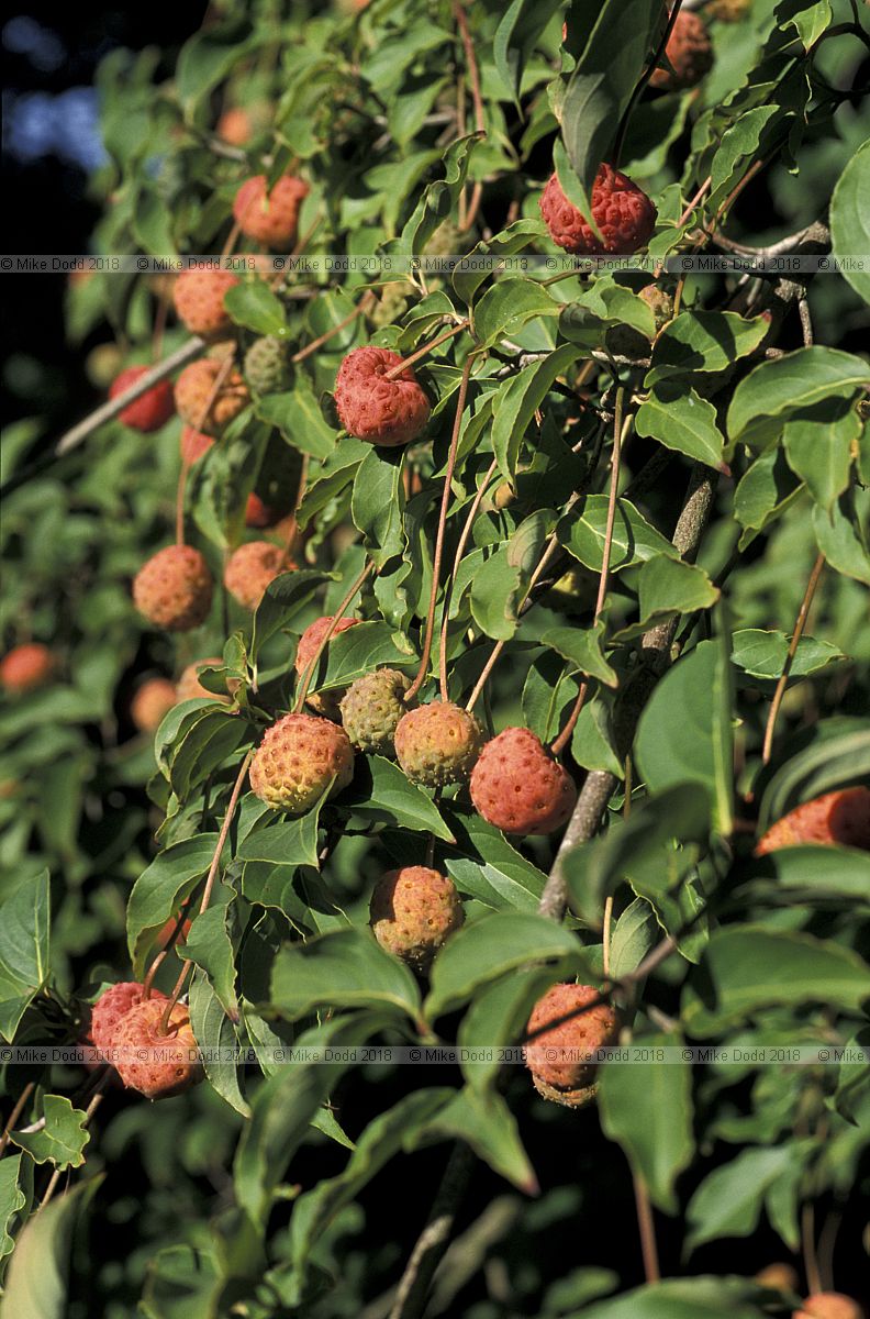 Cornus Porlock