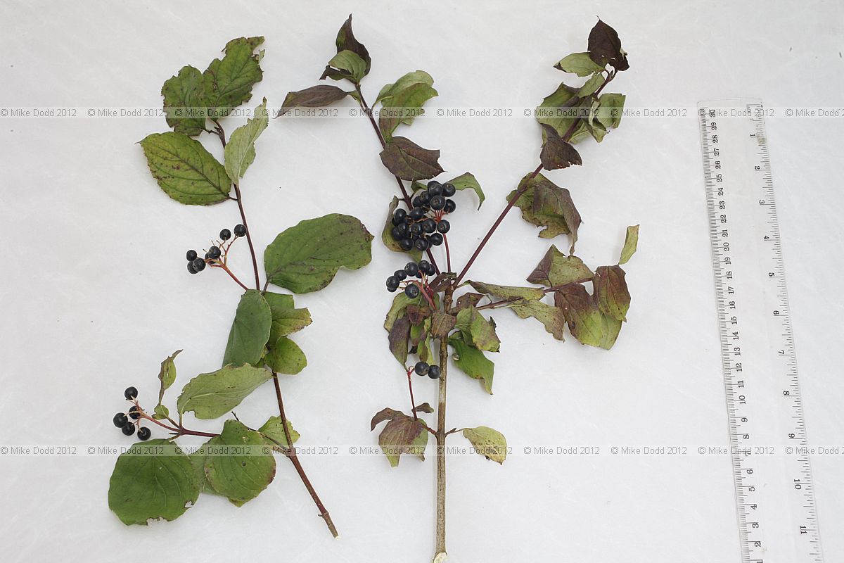 Cornus sanguinea Common Dogwood