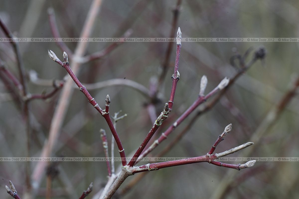 Cornus sanguinea Common Dogwood