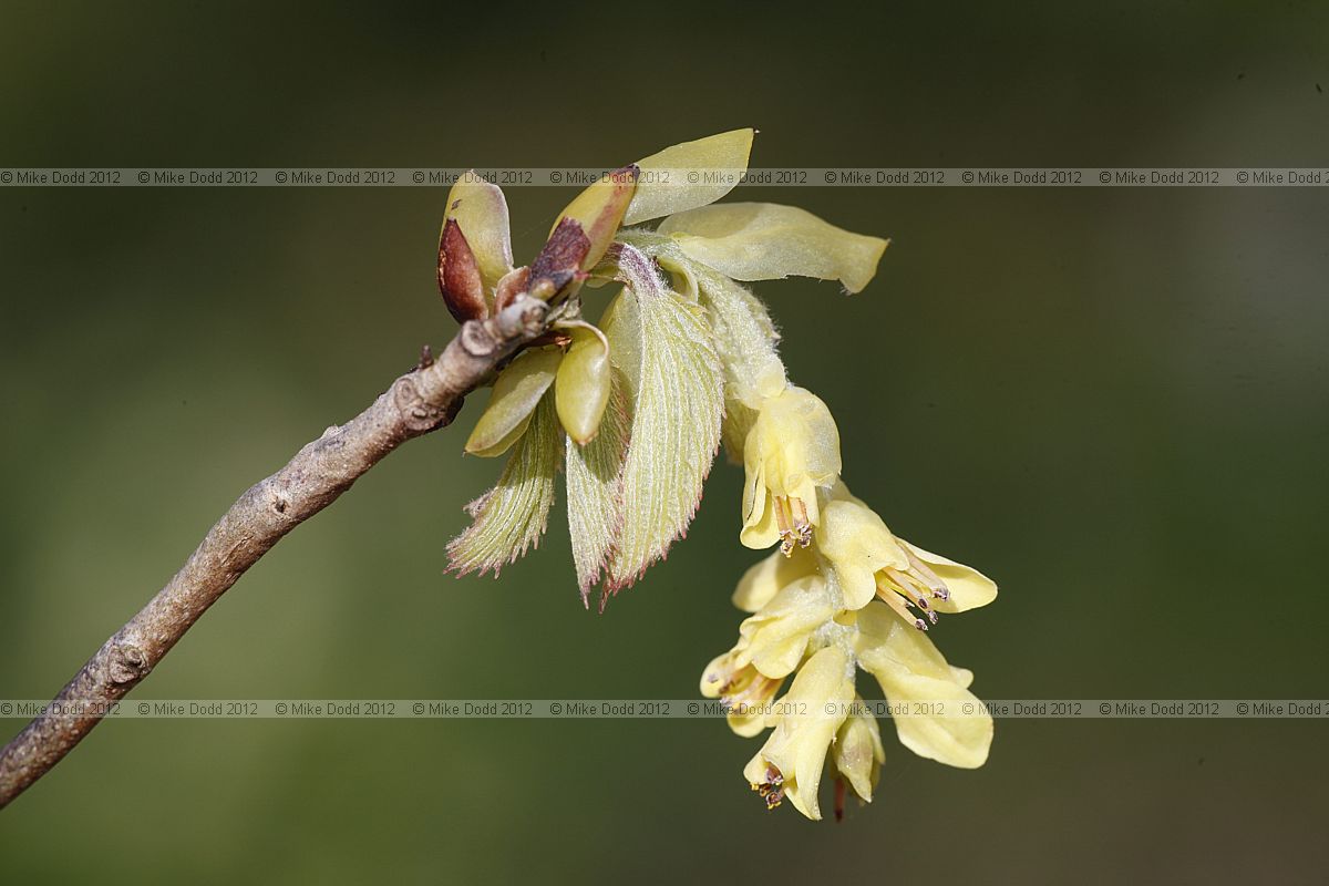 Corylopsis spicata
