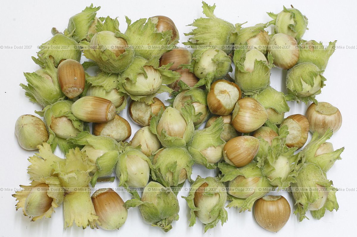 Corylus avellana Hazelnuts