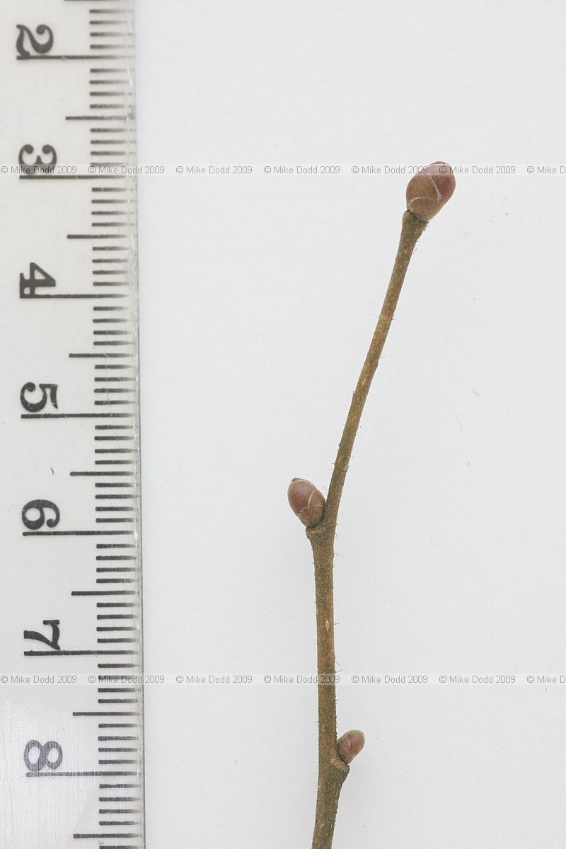 Corylus avellana Common hazel