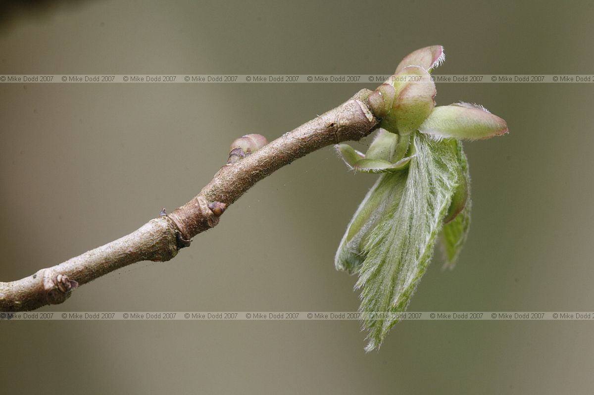 Corylus avellana Hazel leaves unfurling