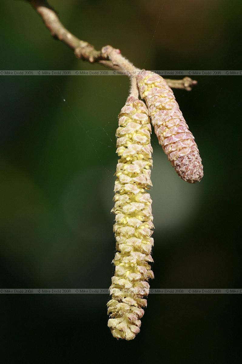 Corylus avellana Hazel catkins