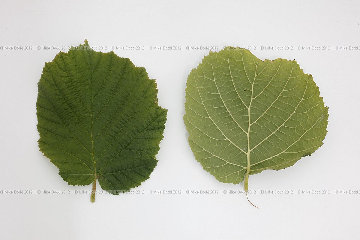 Corylus avellana Common hazel