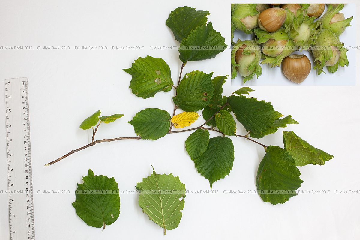 Corylus avellana Common hazel