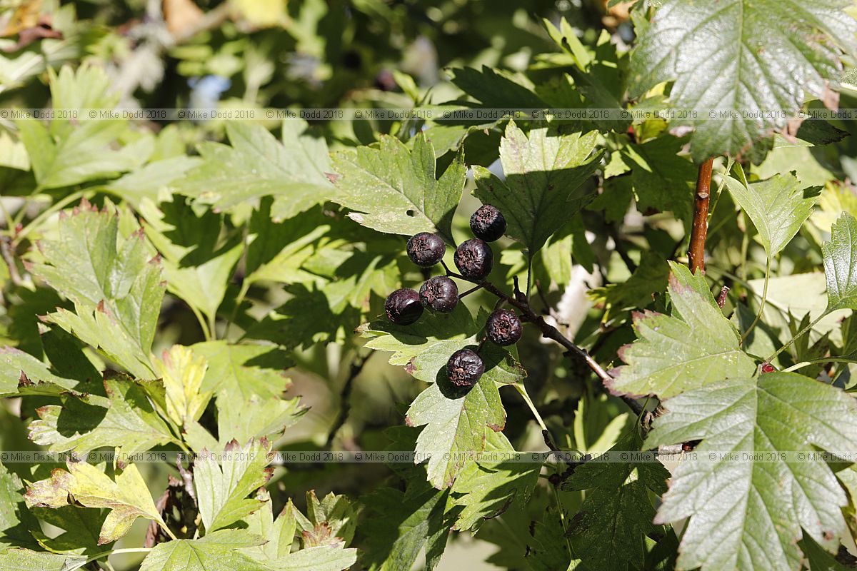 Crataegus chlorosarca