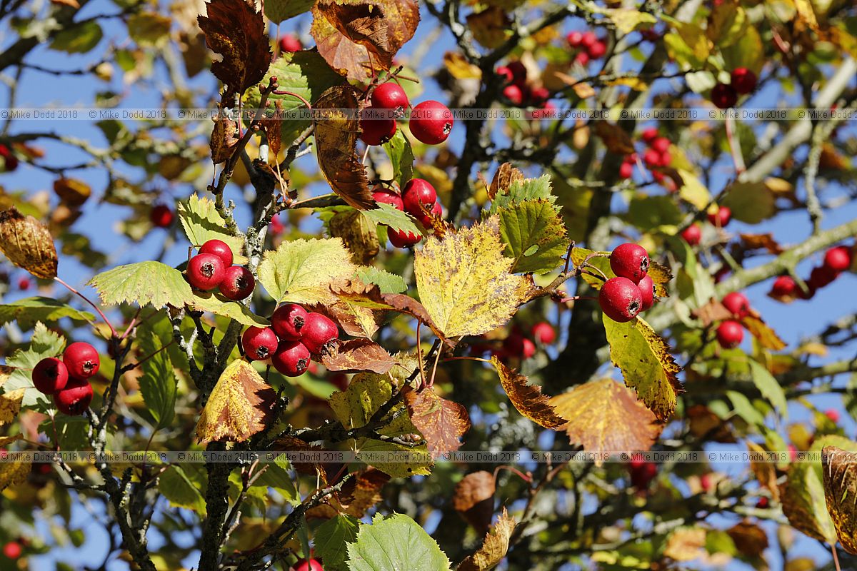Crataegus coccinea Scarlet hawthorn