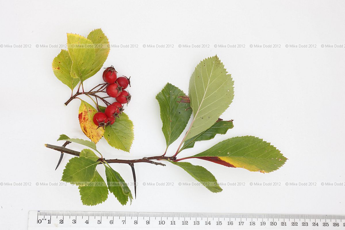 Crataegus crus-galli Cockspur Thorn (?)