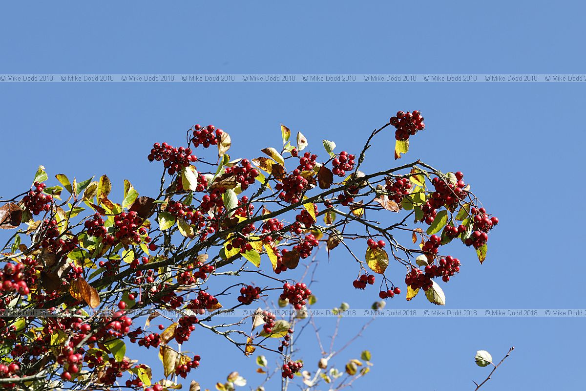 Crataegus douglasii Black hawthorn