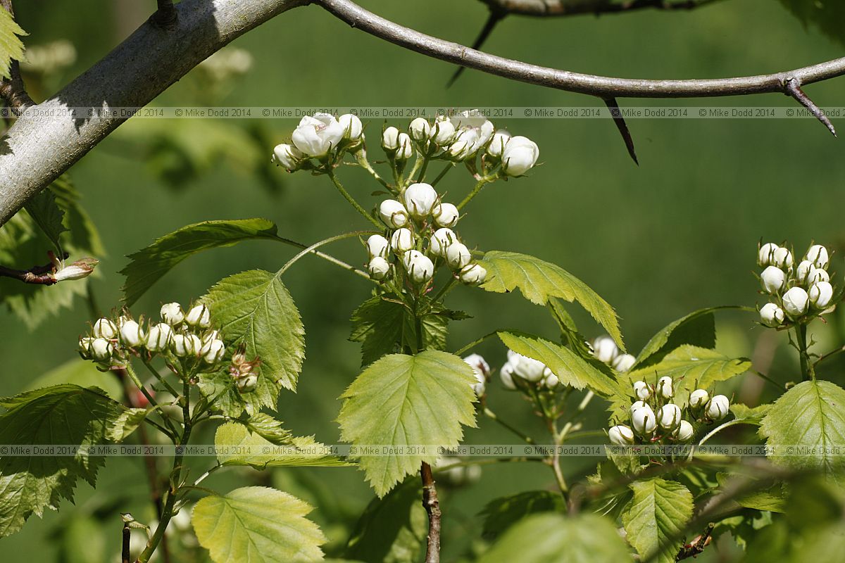 Crataegus durobrivensis