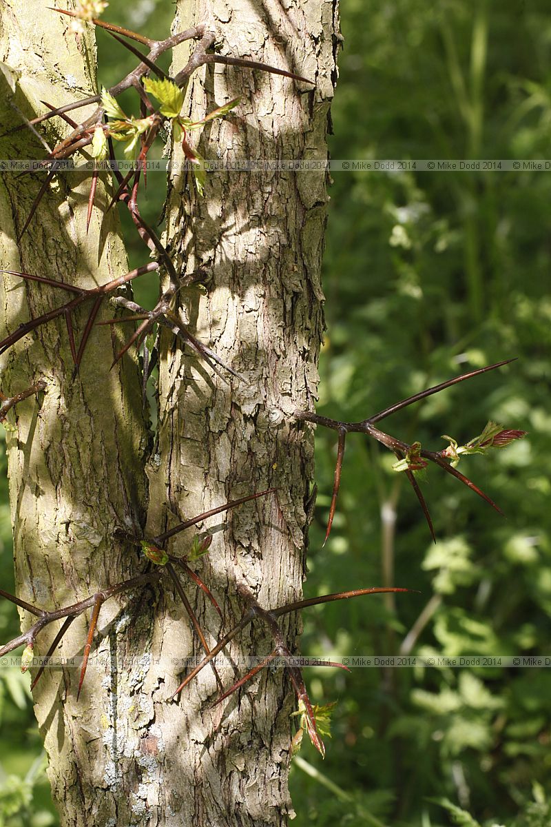 Crataegus holmesiana