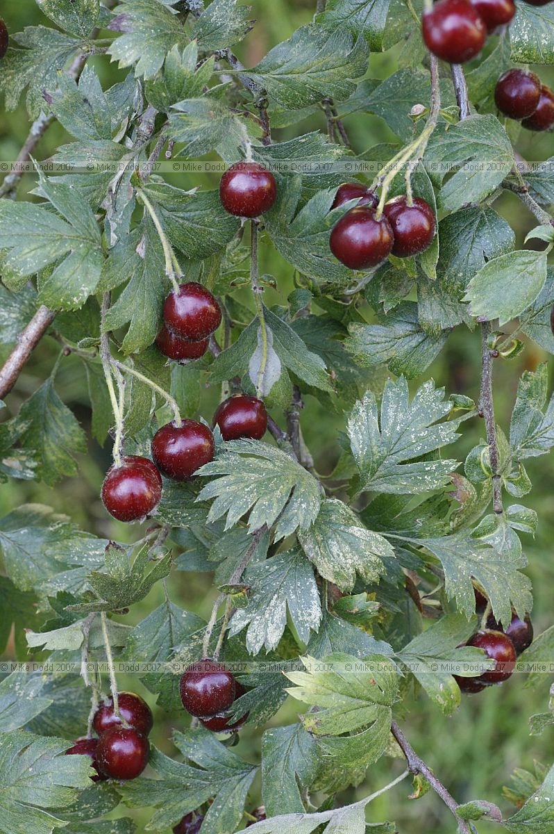 Crataegus laciniata 'Sanguinea'