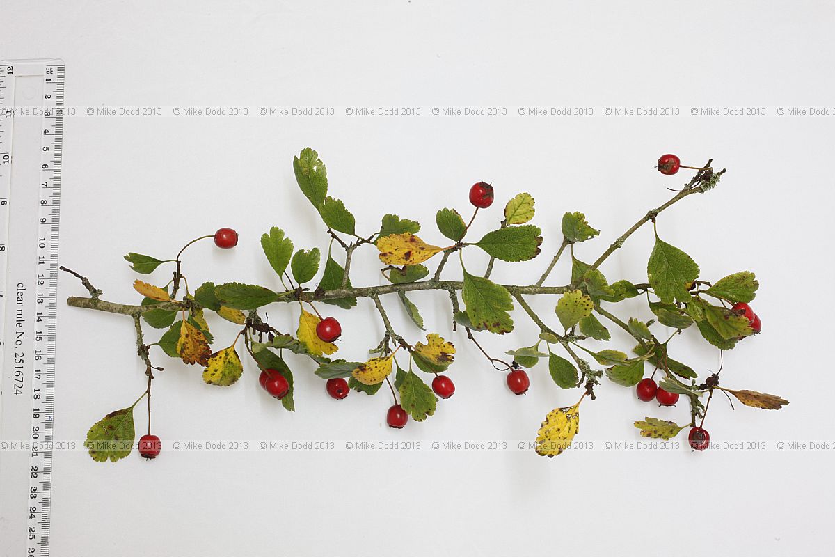 Crataegus laevigata Midland Hawthorn
