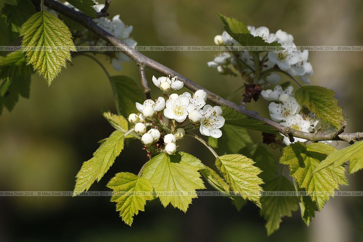 Crataegus mollis Downy Hawthorn