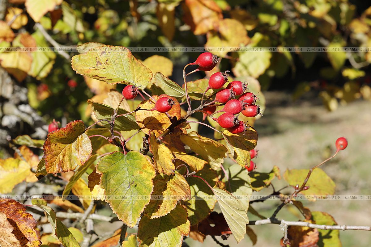 Crataegus mollis Downy hawthorn