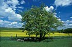 Crataegus monogyna Hawthorn, sheep, oilseed rape, blue sky, Ashridge