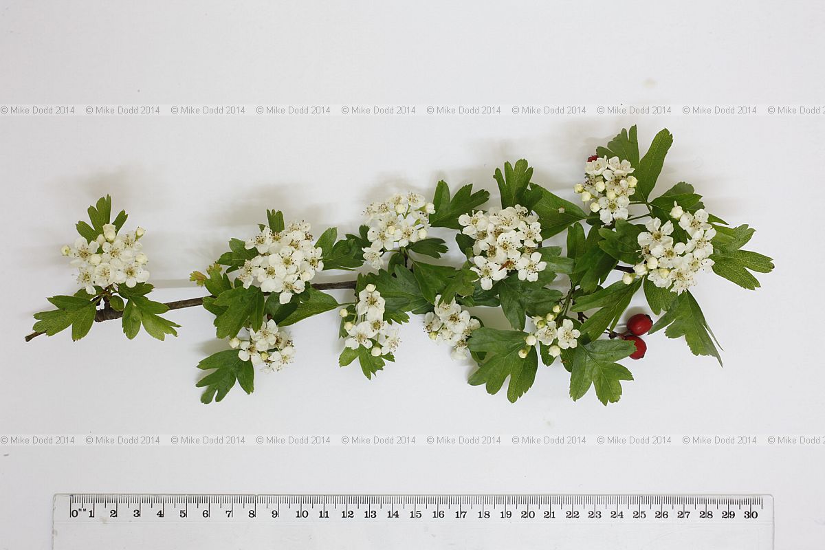 Crataegus monogyna Hawthorn