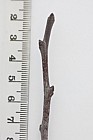 Crataegus monogyna Hawthorn