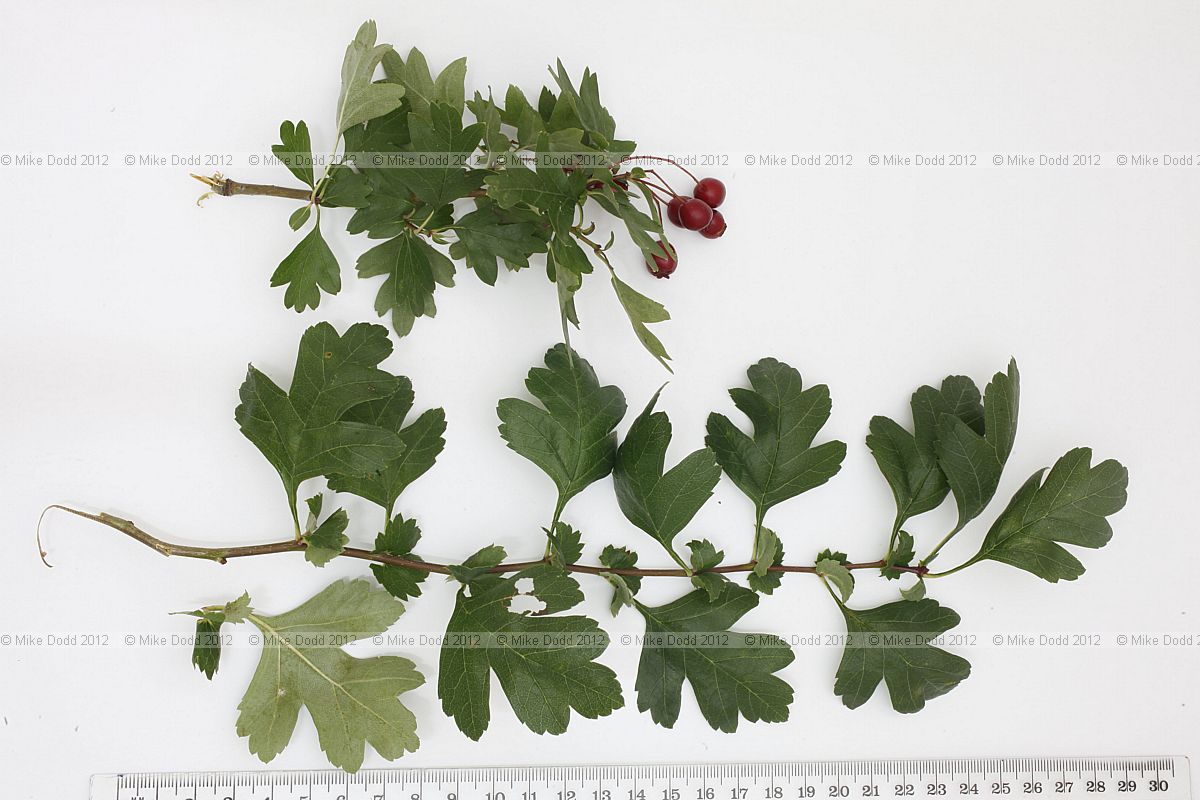 Crataegus monogyna Common Hawthorn