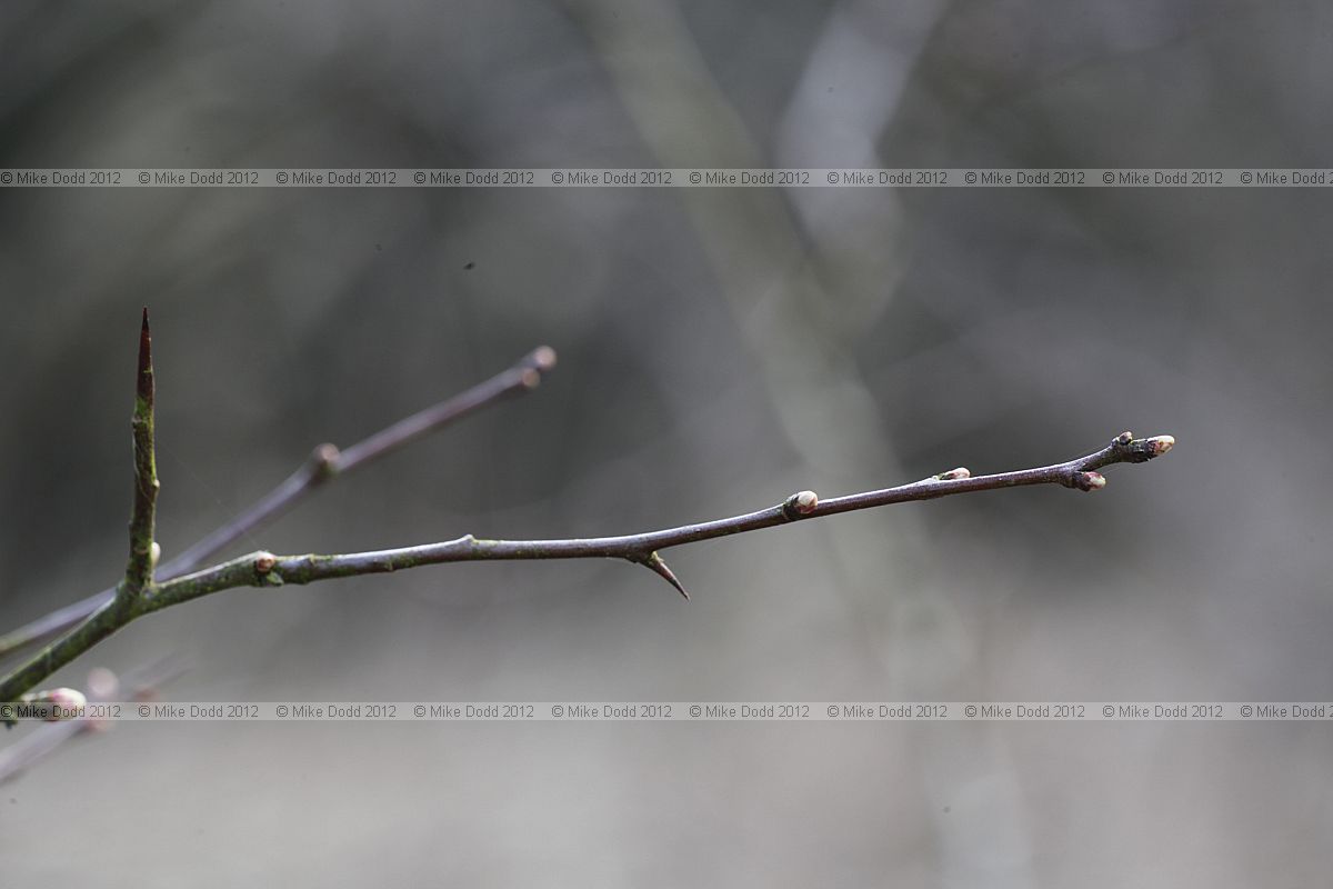 Crataegus monogyna Hawthorn