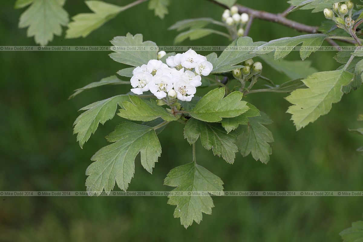 Crataegus nigra Hungarian hawthorn