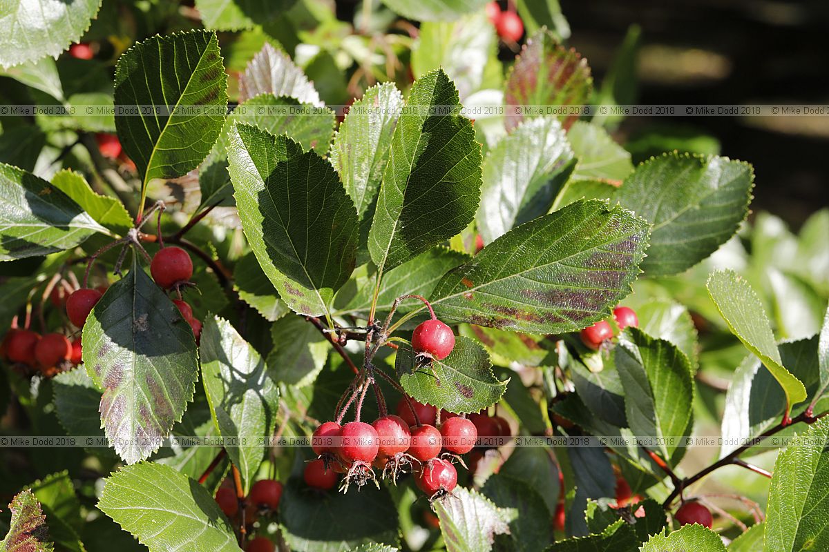 Crataegus persimilis 'Prunifolia' Broad-leaved cockspur thorn