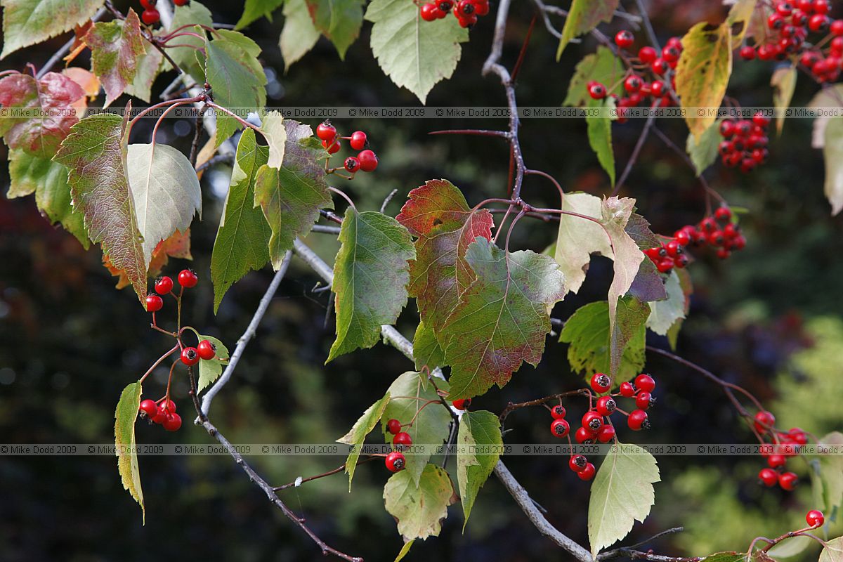 Crataegus phaenopyrum