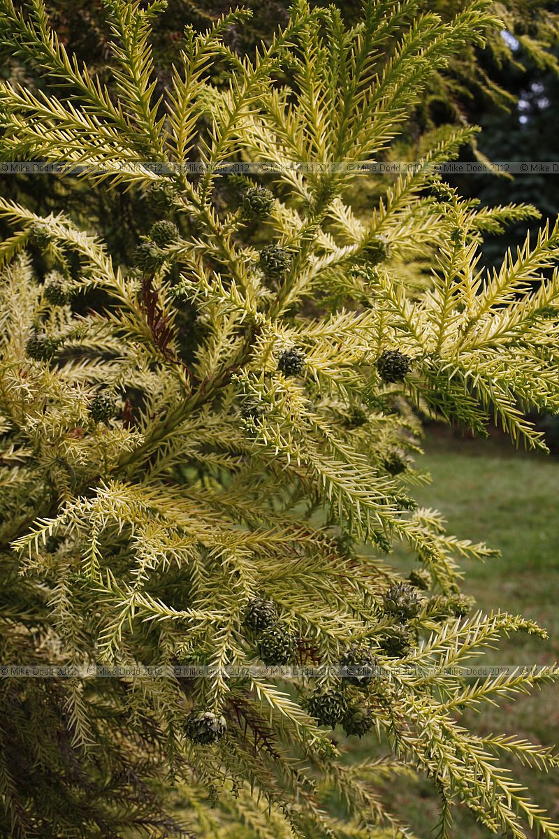 Cryptomaria japonica 'Aurea' Japanese Cedar cv