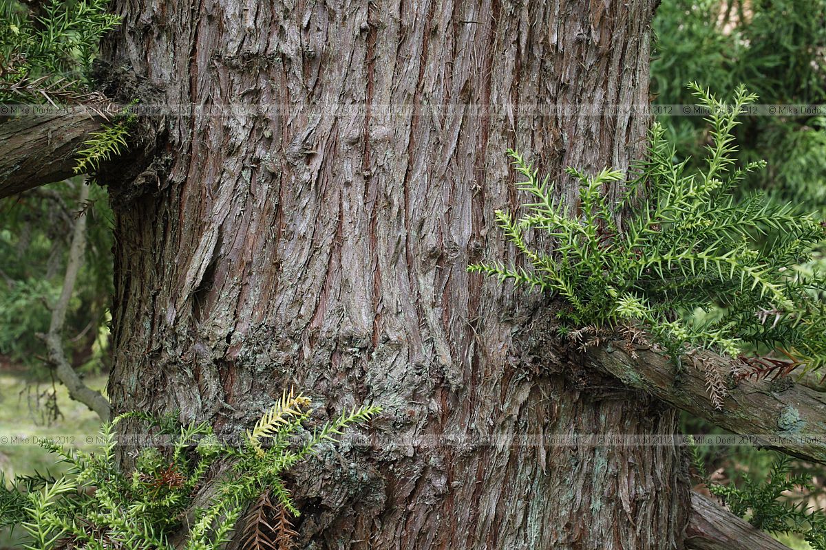 Cryptomaria japonica 'Aurescens'