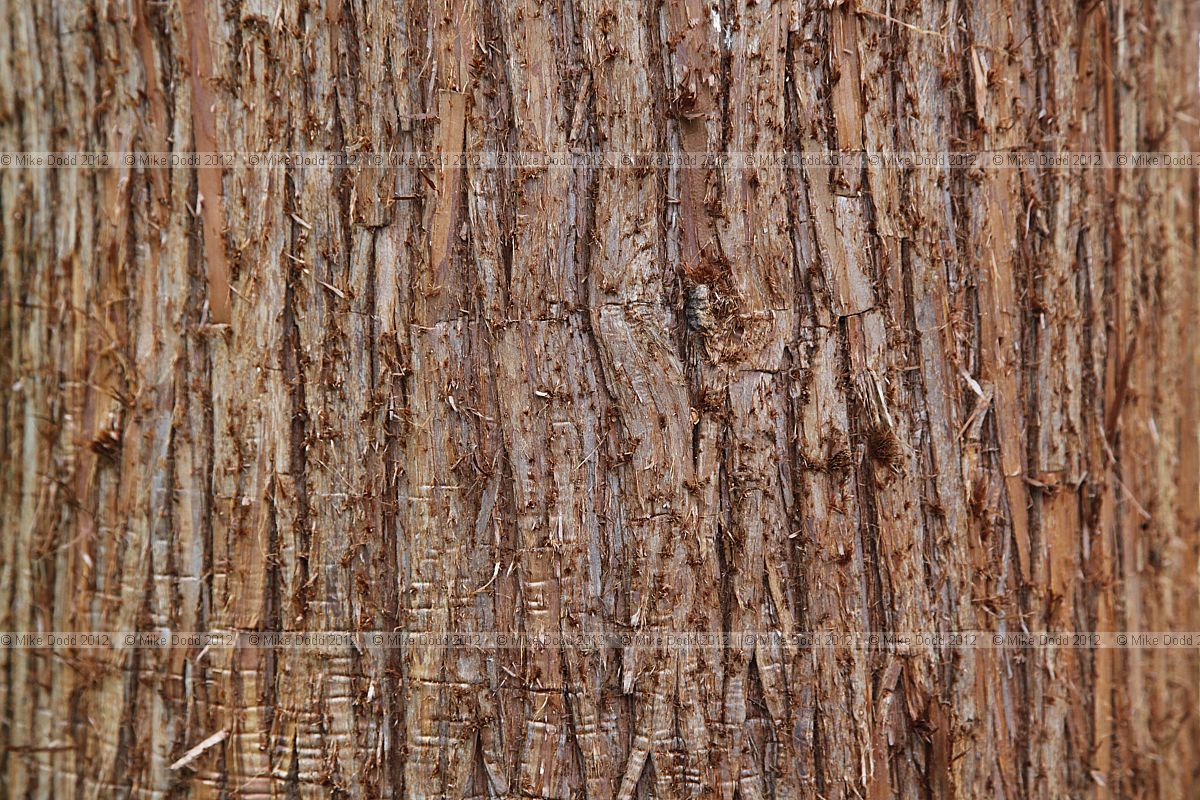 Cryptomeria japonica