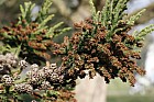 Cryptomeria japonica Japanese Cedar