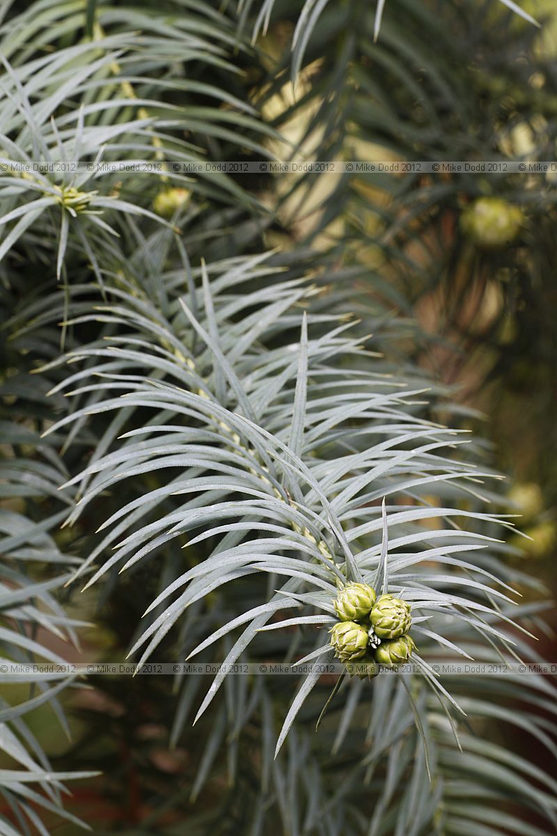 Cunninghamia konishii