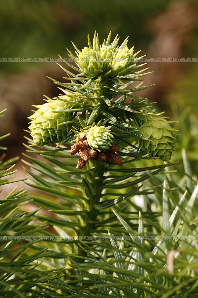 Cunninghamia lanceolata Chinese Fir