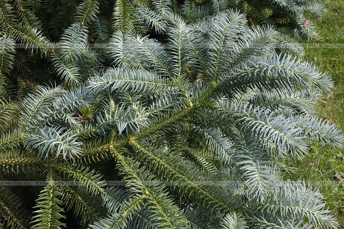 Cunninghamia lanceolata 'Glauca' Chinese Fir cv