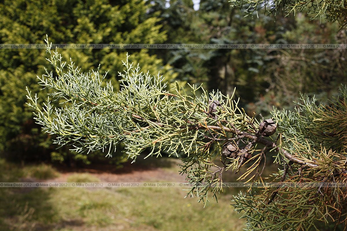 Cupressus arizonica var glabra Smooth Arizona Cypress