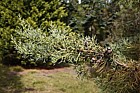 Cupressus arizonica var glabra Smooth Arizona Cypress